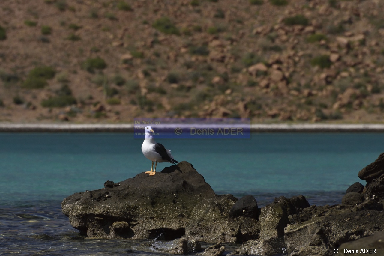 Larus livens Goeland de Cortez_D8S5258_tn.jpg